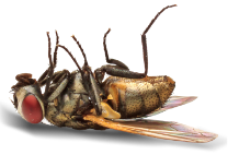 bees-image