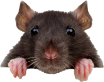 footer-rat-image