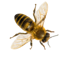 honey bee