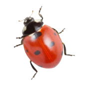 ladybug