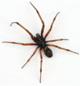 spider object