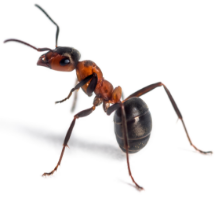 red-ant-object