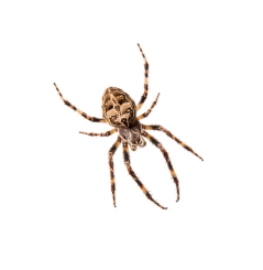 spider-object