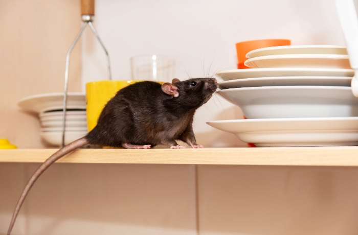 Rodent-control