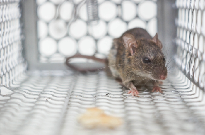 Rodent-control