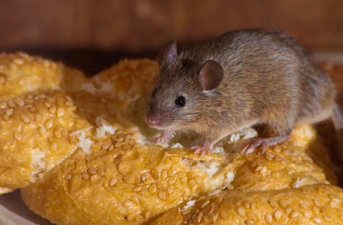 rodent-control-programs