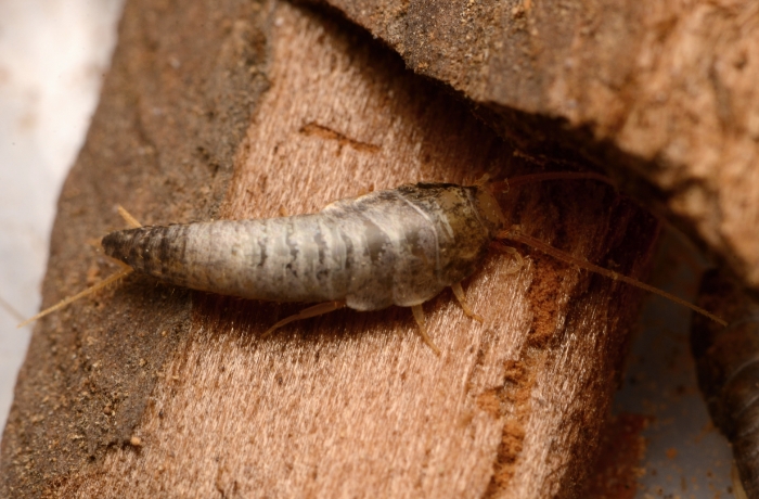 Silverfish-control
