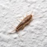 Silverfish