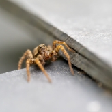 Spiders