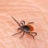 Ticks