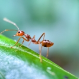 ants