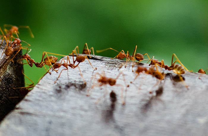 pest-control-service-areas-(3)