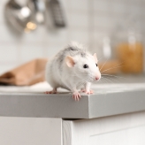 rat