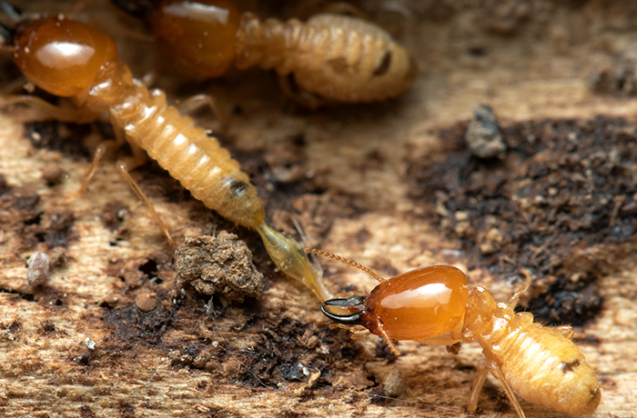termite-control-3
