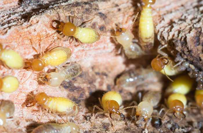 termite-control-4