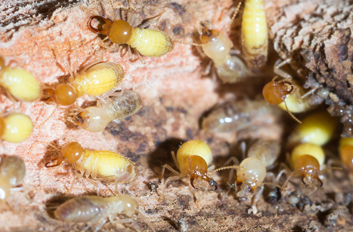 termite-control-service-areas (1)