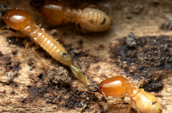 termite-control-service-areas (2)