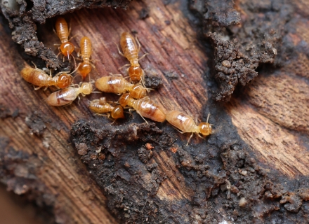 termite-control