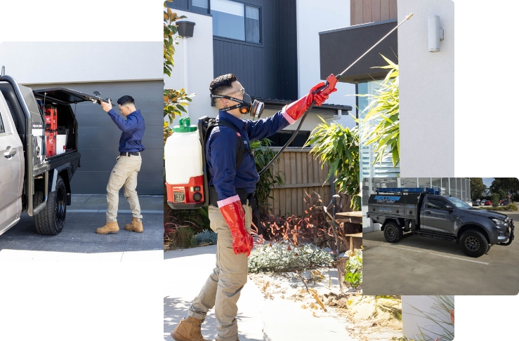 qualified-pest-control-image