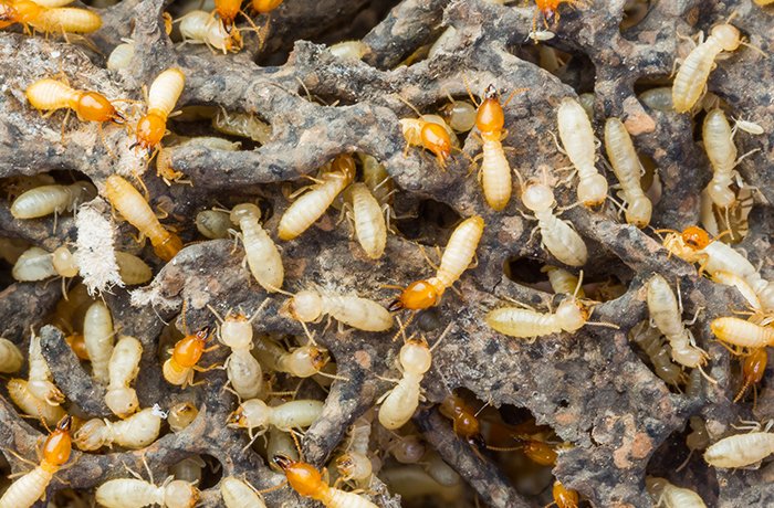 Termite
